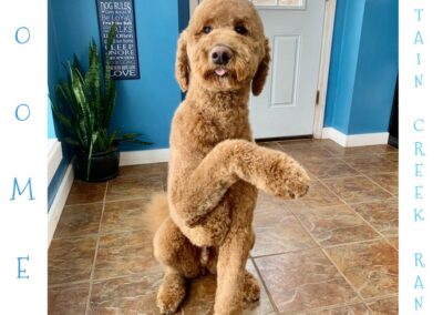 Professional dog grooming at Captain Creek Ranch near Kansas City