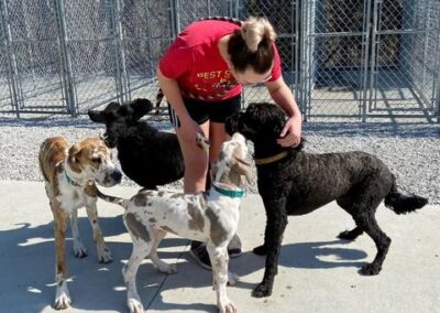 Happy dogs at Captain Creek Ranch doggy daycare near Kansas City