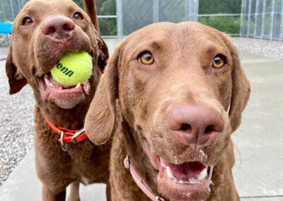 Dogs playing at Captain Creek Ranch doggy daycare near Kansas City
