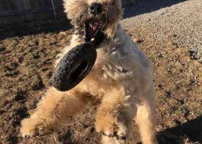 Dog playing at Captain Creek Ranch doggy daycare near Kansas City