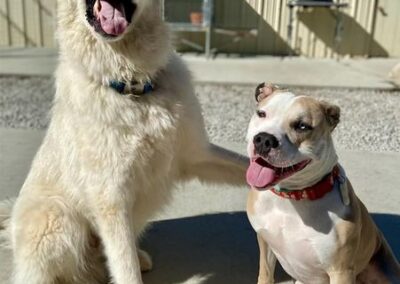 Happy dogs at Captain Creek Ranch doggy daycare near Kansas City