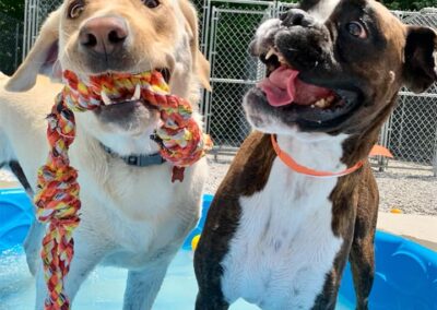 Dogs playing at Captain Creek Ranch doggy daycare near Kansas City