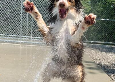Dog playing at Captain Creek Ranch doggy daycare near Kansas City