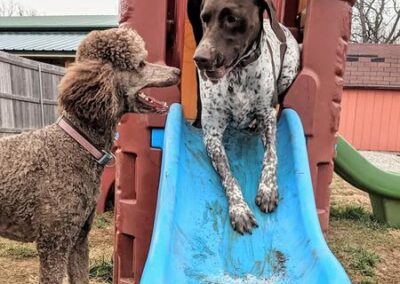 Dogs playing at Captain Creek Ranch doggy daycare near Kansas City