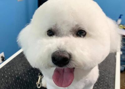 Professional dog grooming at Captain Creek Ranch near Kansas City