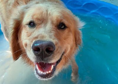 Dogs playing at Captain Creek Ranch doggy daycare near Kansas City