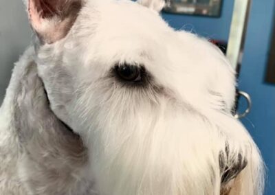 Professional dog grooming at Captain Creek Ranch near Kansas City