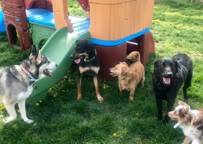 Dogs playing at Captain Creek Ranch doggy daycare near Kansas City