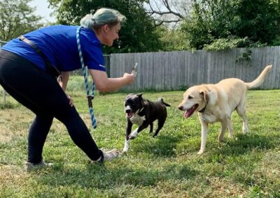 Dogs playing at Captain Creek Ranch doggy daycare near Kansas City