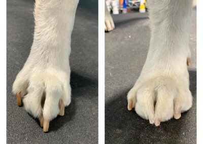 Dog grooming before and after at Captain Creek Ranch