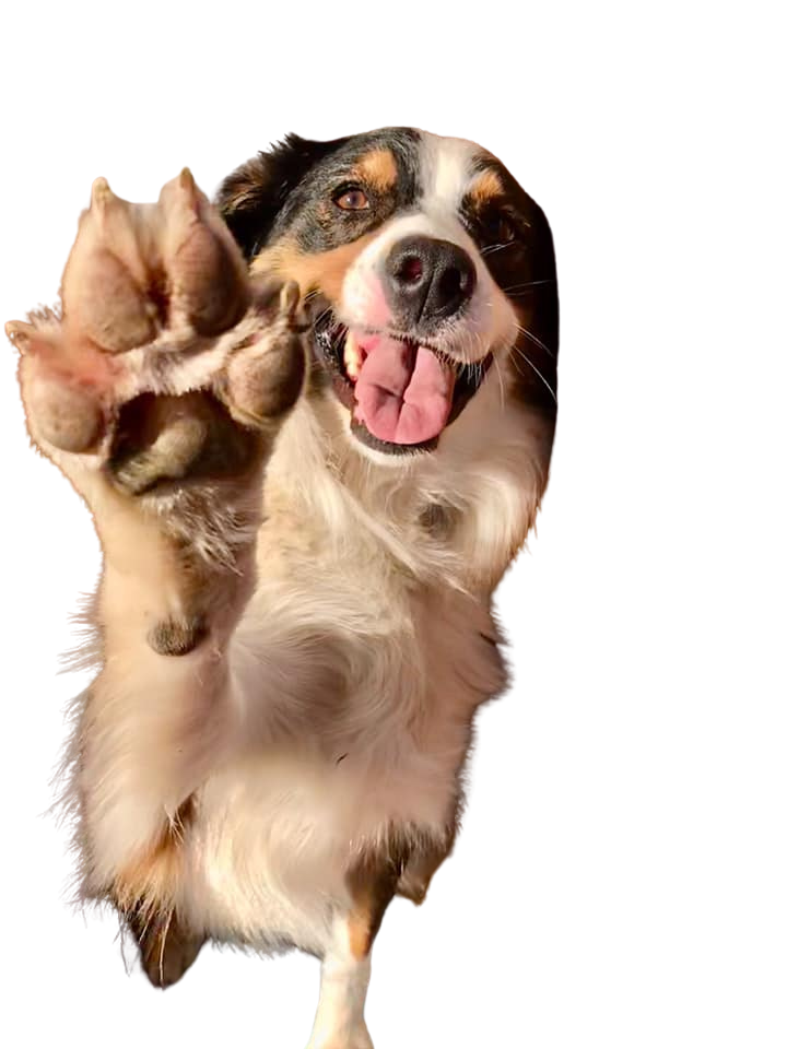 Happy dog at Captain Creek Ranch Doggie Daycare near Kansas City