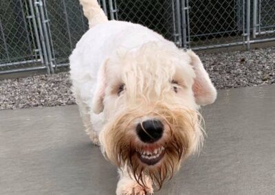 Happy dog at Captain Creek Ranch doggy daycare near Kansas City