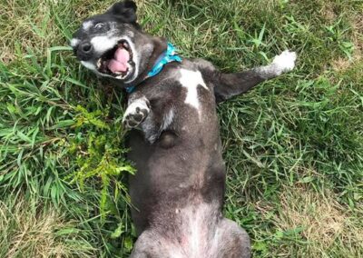 Happy dog at Captain Creek Ranch doggy daycare near Kansas City