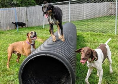 Happy dogs at Captain Creek Ranch doggy daycare near Kansas City