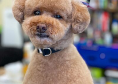 Professional dog grooming at Captain Creek Ranch near Kansas City