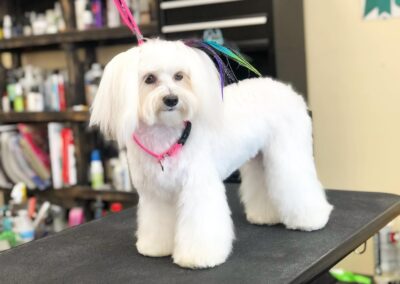 Professional dog grooming at Captain Creek Ranch near Kansas City