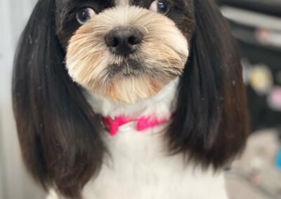 Professional dog grooming at Captain Creek Ranch near Kansas City