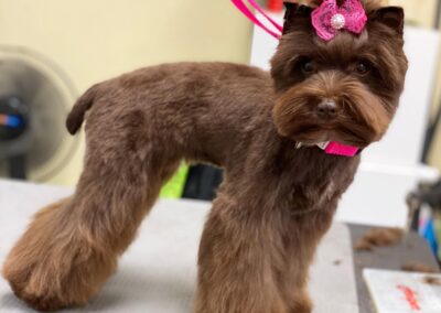 Professional dog grooming at Captain Creek Ranch near Kansas City