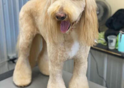 Professional dog grooming at Captain Creek Ranch near Kansas City