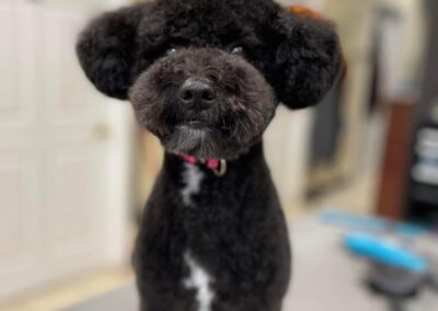 Professional dog grooming at Captain Creek Ranch near Kansas City
