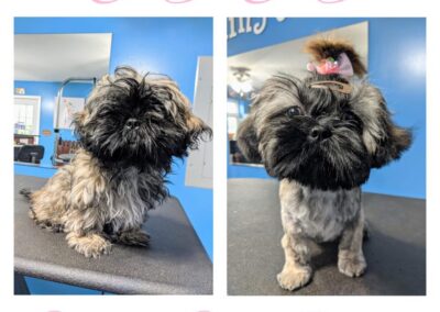 Dog grooming before and after at Captain Creek Ranch